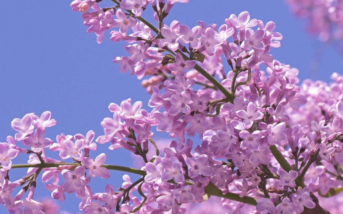 lilac to increase strength
