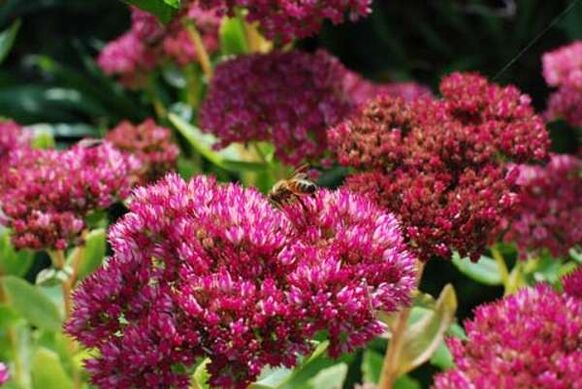 Purple sedum for the preparation of a therapeutic decoction that increases potency